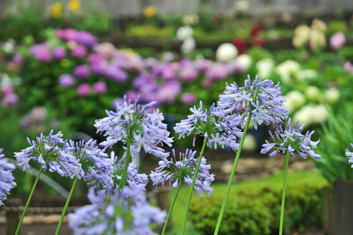 5 gouden regels voor agapanthus